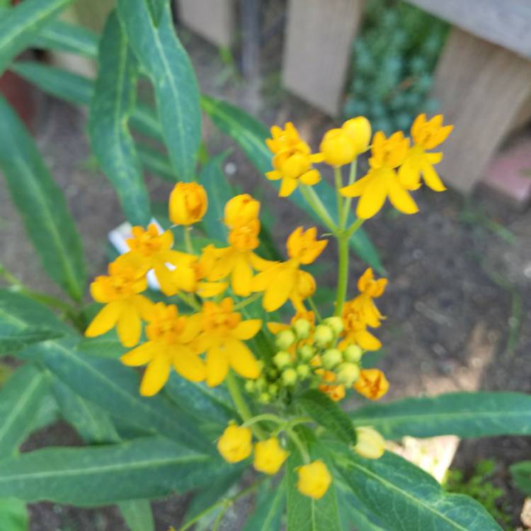 Plant image Asclepias curassavica 'Silky Gold'