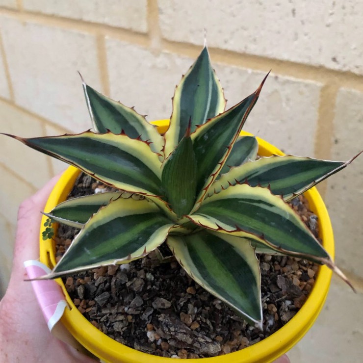 Plant image Agave lophantha 'Quadricolour'