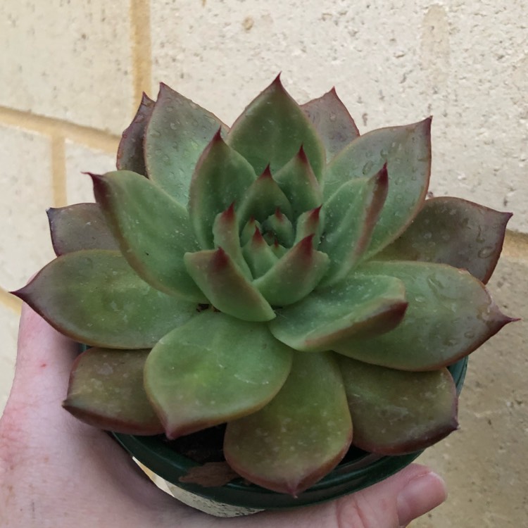 Plant image Echeveria Agavoides Amestro