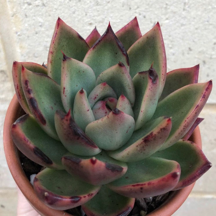 Plant image Echeveria Vashon