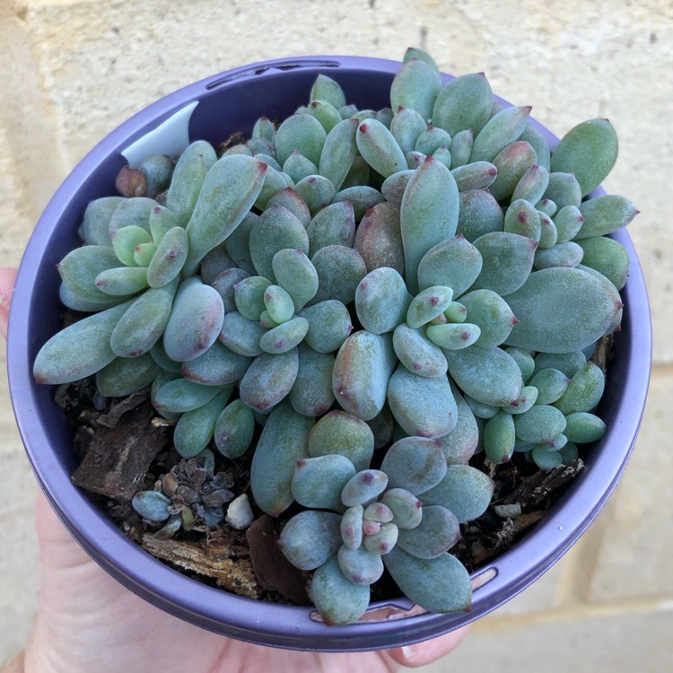 Plant image x Pachyveria Augusta