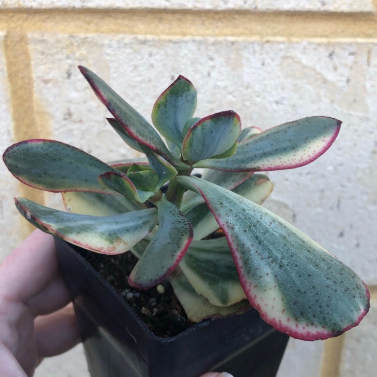 Plant image Crassula arborescens subsp. undulatafolia 'Bluebird Varigata'