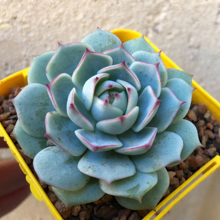 Plant image Echeveria Captain Hay