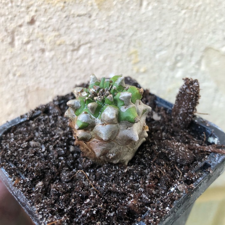 Plant image Euphorbia bupleurifolia