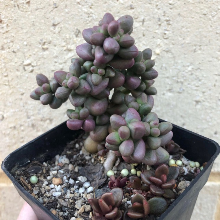 Plant image Crassula elegans