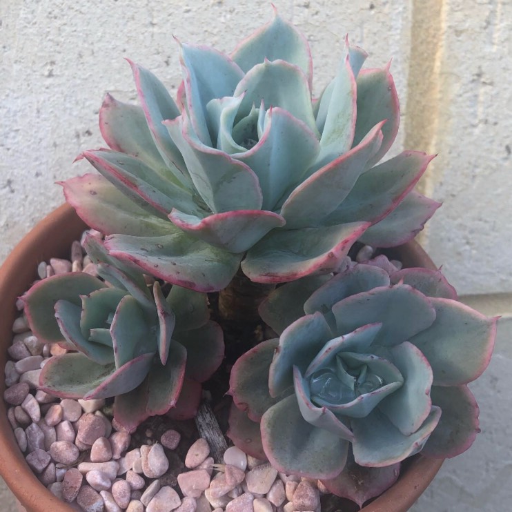 Plant image Echeveria Cloudburst