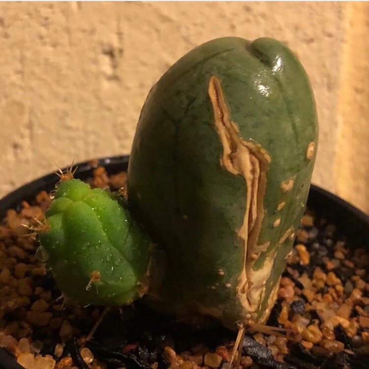 Plant image Trichocereus bridgesii 'Montrose'