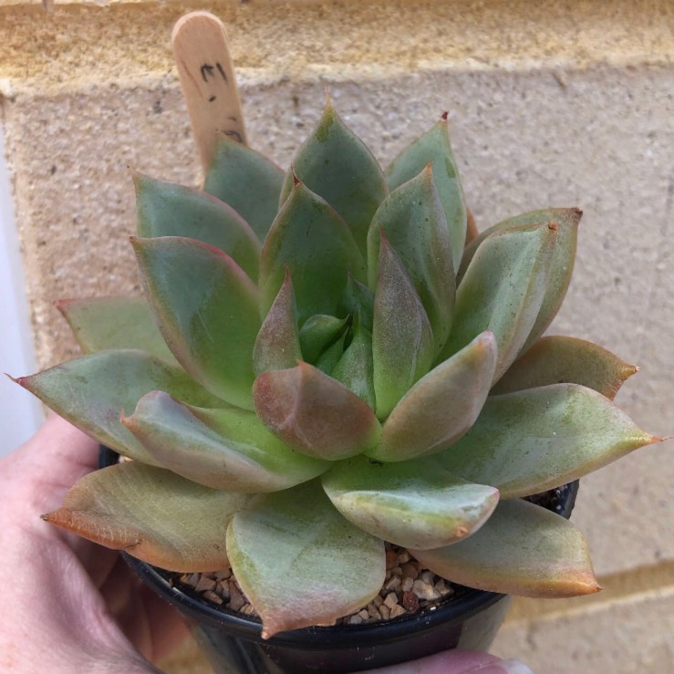 Plant image Echeveria Blue Moon