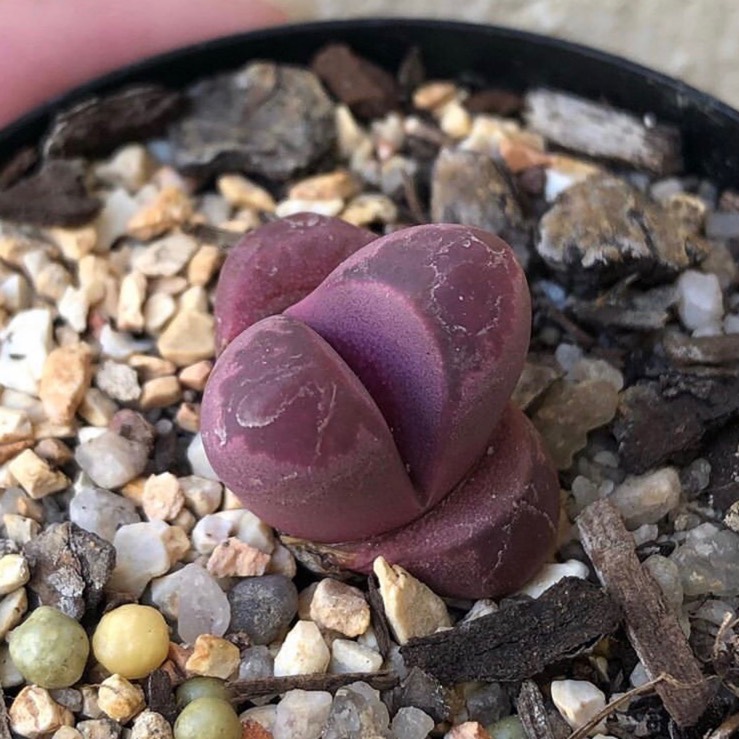 Plant image Lithops Optica Rubra