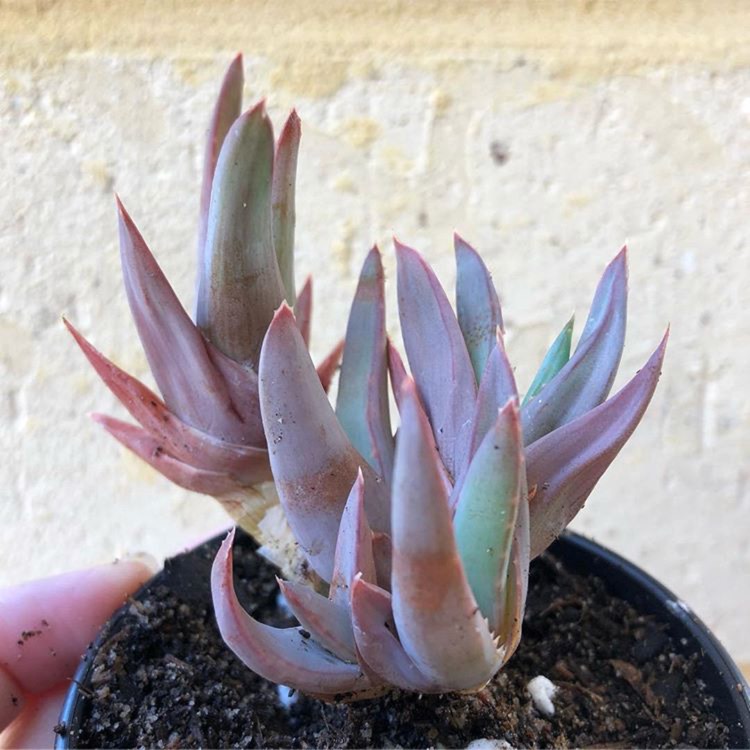 Plant image Aloe 'Walmsley's Blue'