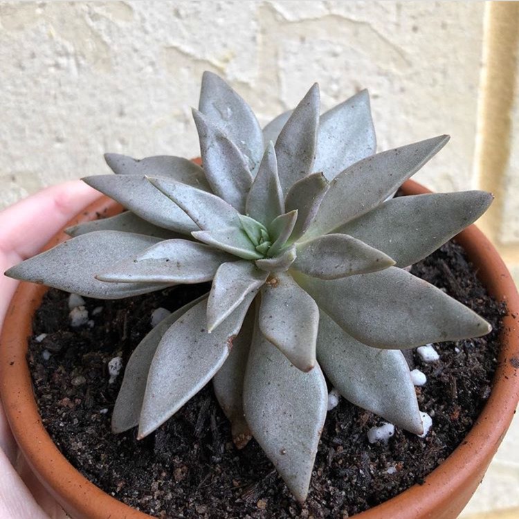 Plant image Echeveria Gibbiflora Metallica