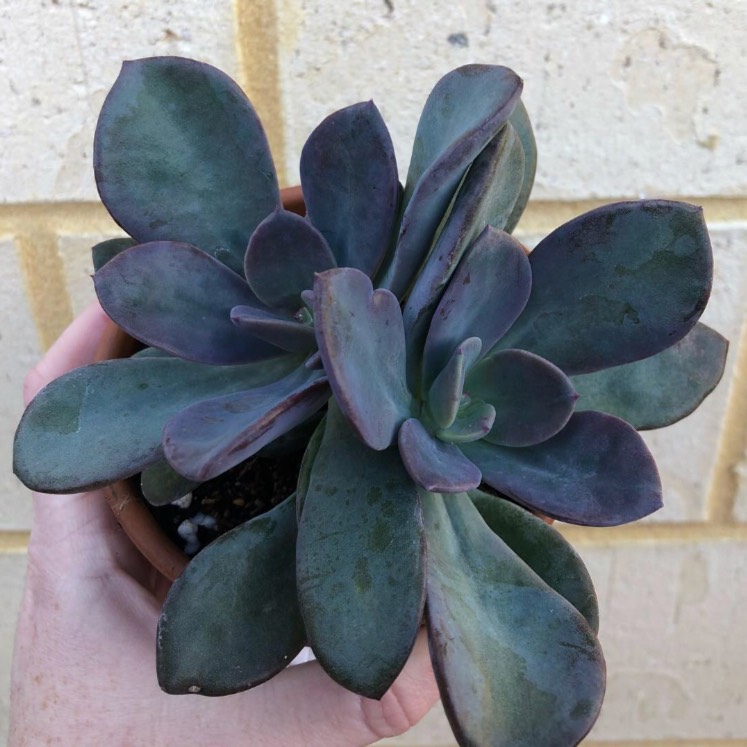 Plant image x Pachyveria 'Blue Tongue' syn. Graptoveria 'Blue Tongue'