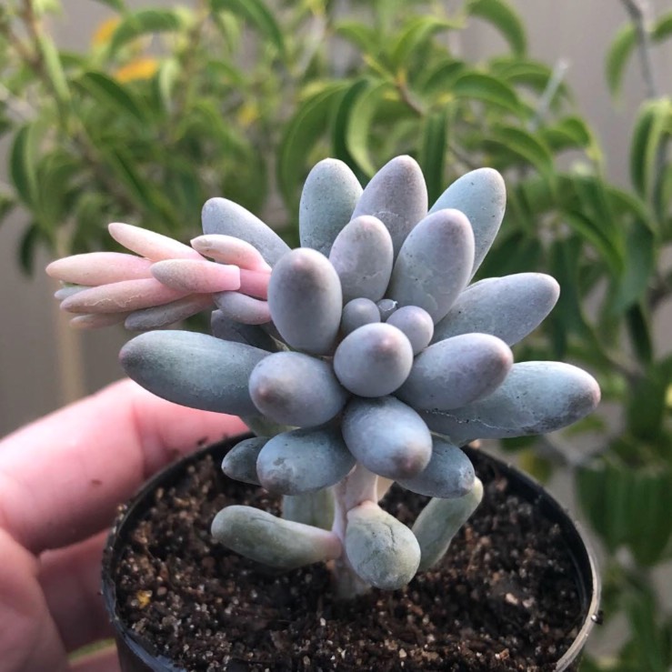 Plant image Pachyphytum machucae