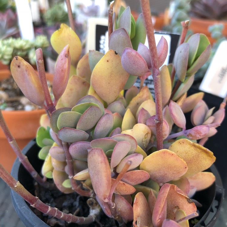 Plant image Kalanchoe Rotundifolia