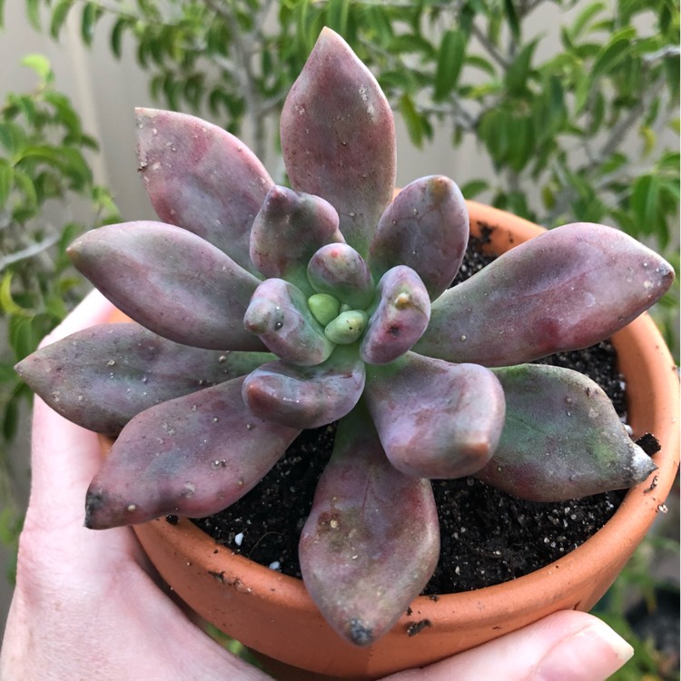 Plant image xGraptoveria Royal Flush