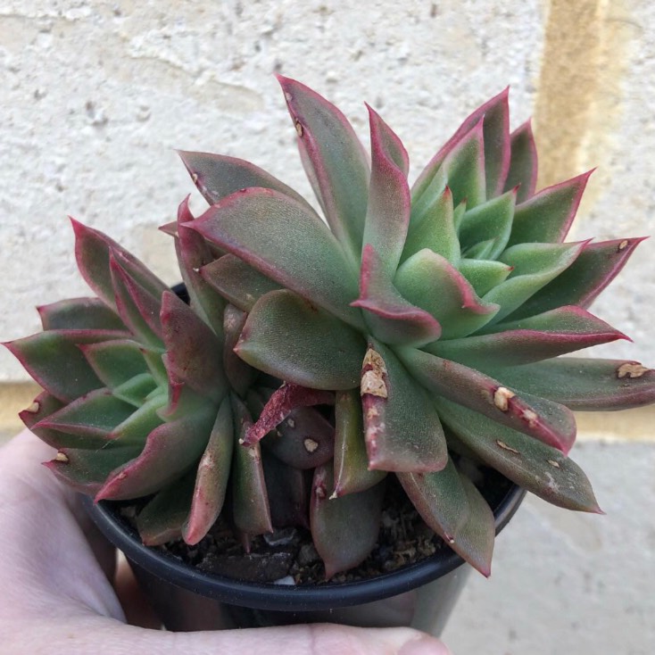 Plant image Echeveria Green Waterlily