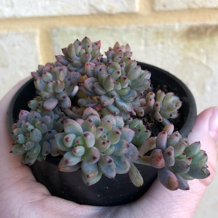 Plant image Graptopetalum Pachyphyllum