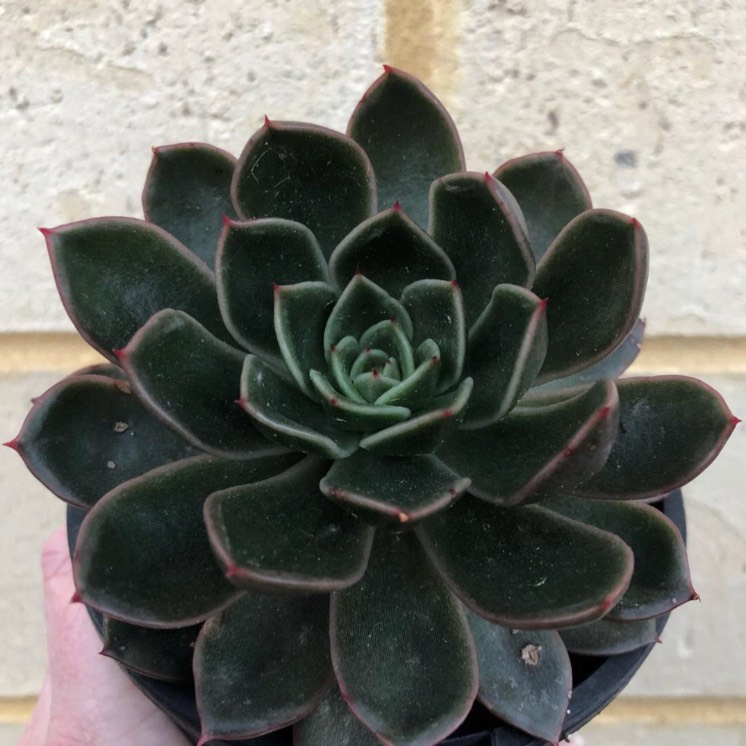 Plant image Echeveria Mira