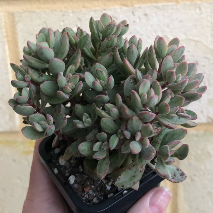 Plant image Crassula rogersii Variegated