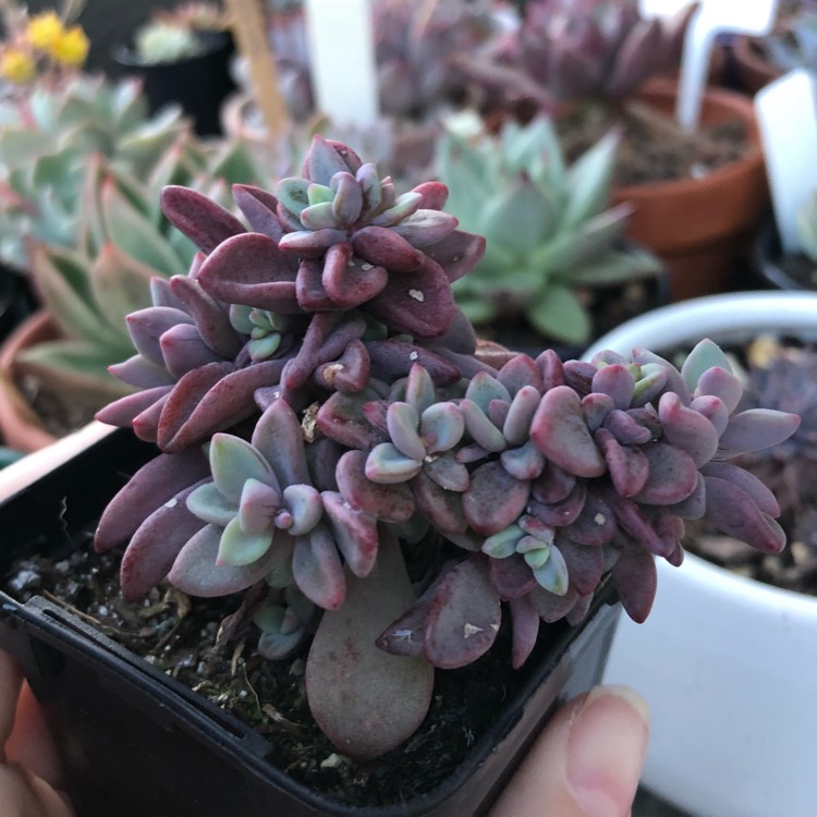 Plant image Echeveria Manaudes