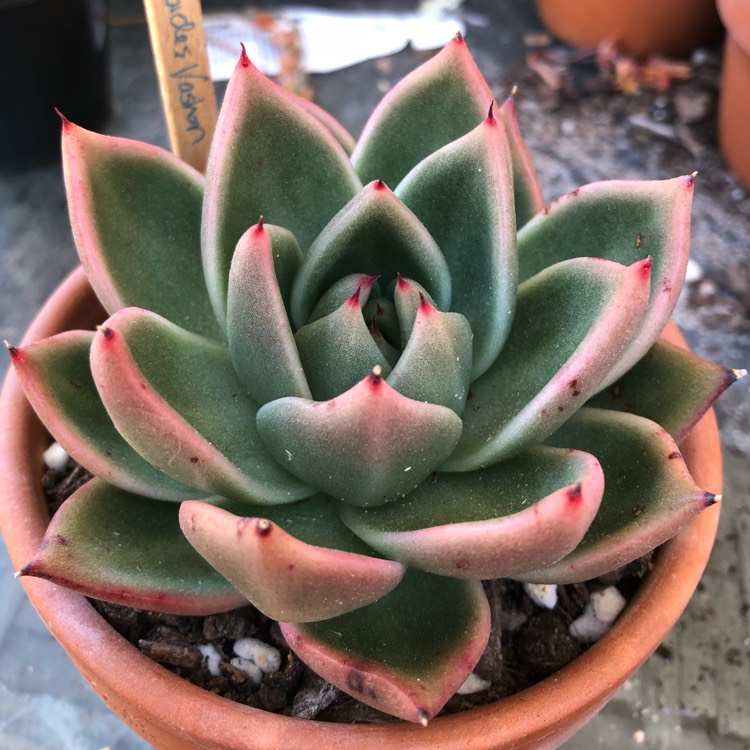 Plant image Echeveria Vashon