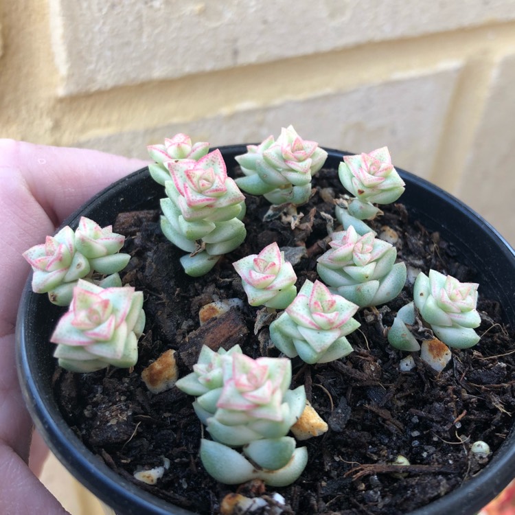 Plant image Crassula Tom Thumb Variegata