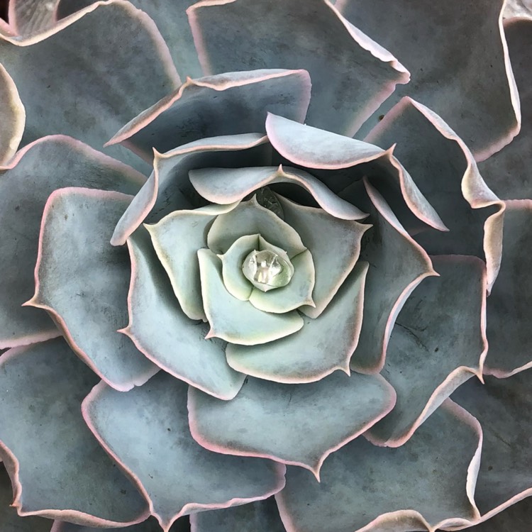 Plant image Echeveria Domingo