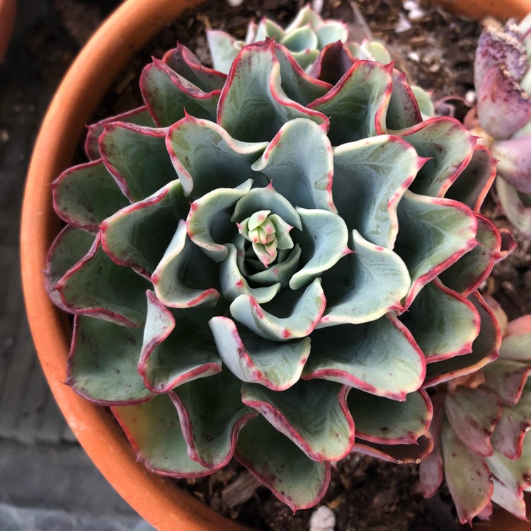 Plant image Echeveria Lara