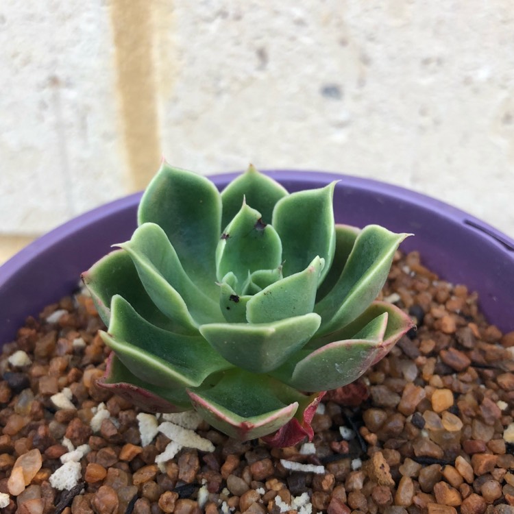 Plant image Echeveria Emerald Isle