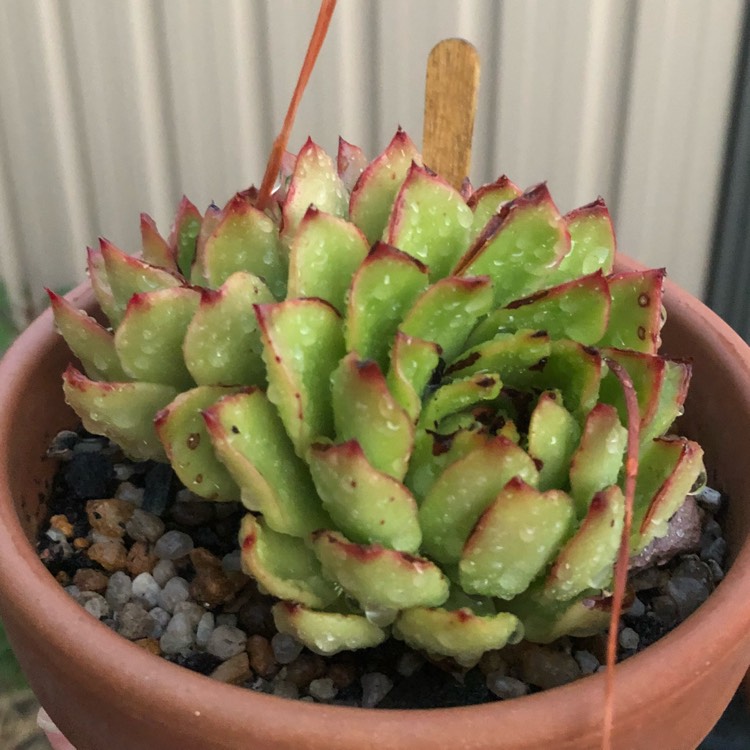 Plant image Echeveria Christmas