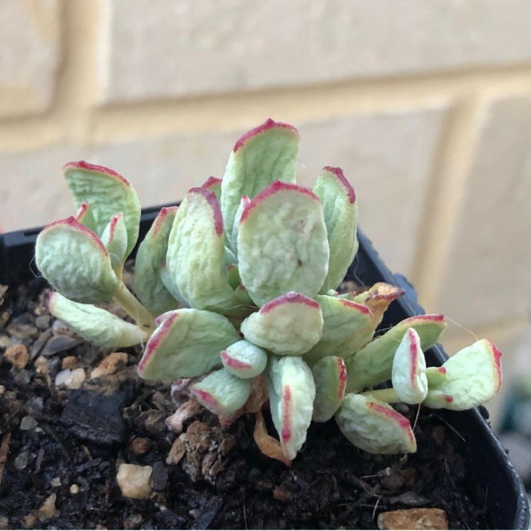 Plant image Cotyledon Papillaris