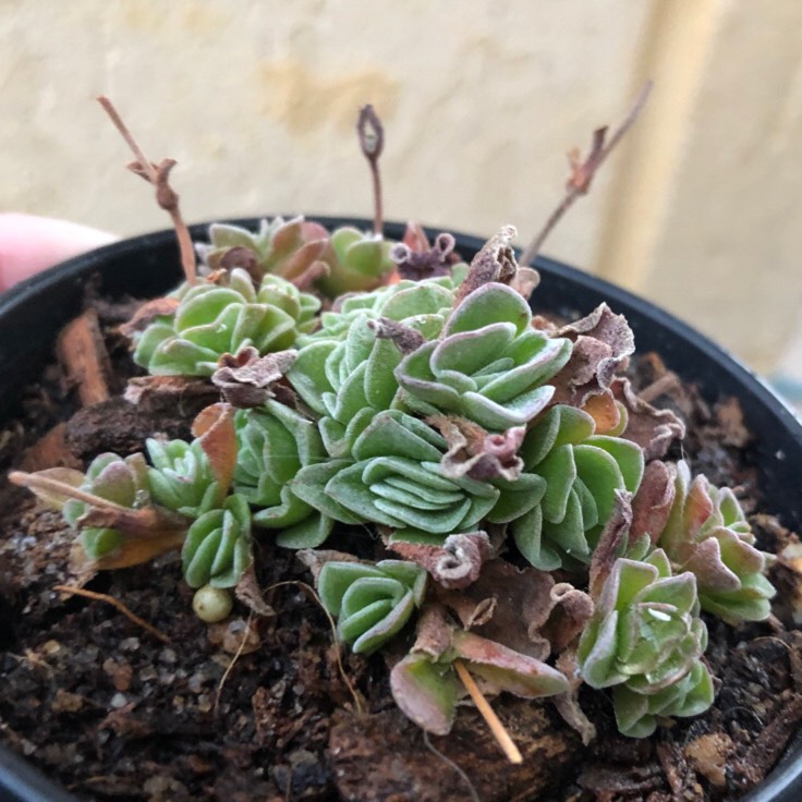 Plant image Crassula Damsel