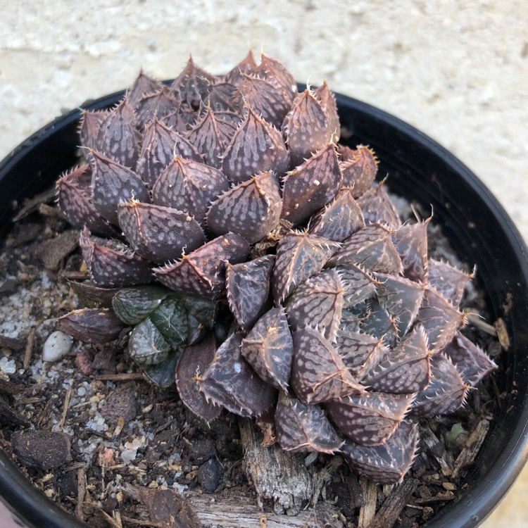 Plant image Haworthia Mirrorball