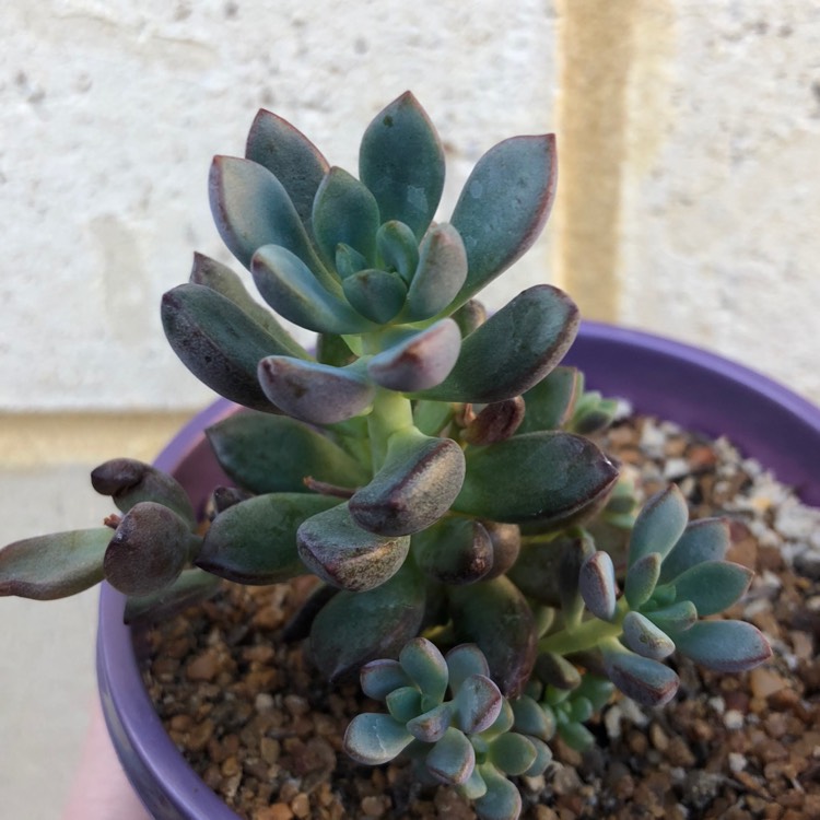 Plant image xGraptoveria Purple Dreams