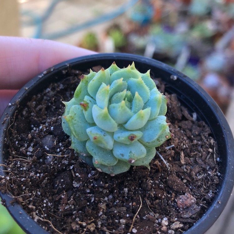 Plant image Echeveria Derosa