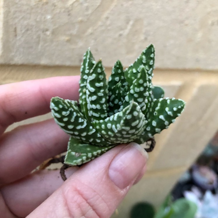 Plant image Haworthia pumila 'Little Donut'