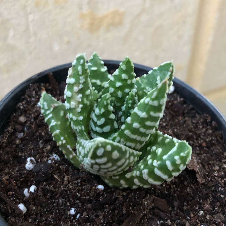 Plant image Haworthia pumila 'Little Donut'