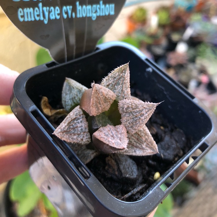 Plant image Haworthia Emelyae cv. Hongshou