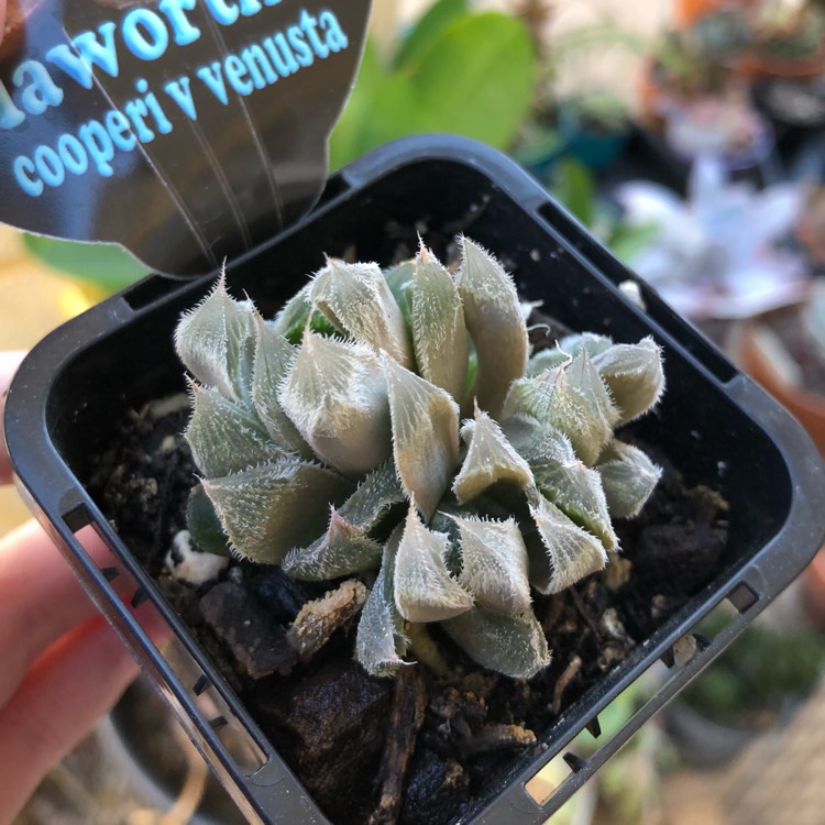 Plant image Haworthia Cooperi var. Venusta