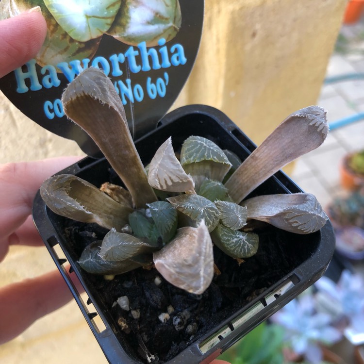 Plant image Haworthia cooperi var ' No 60' 