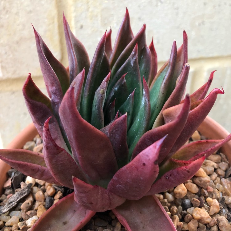 Plant image Echeveria Agavoides Bronze Beauty