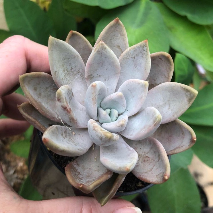 Plant image Echeveria Beverley