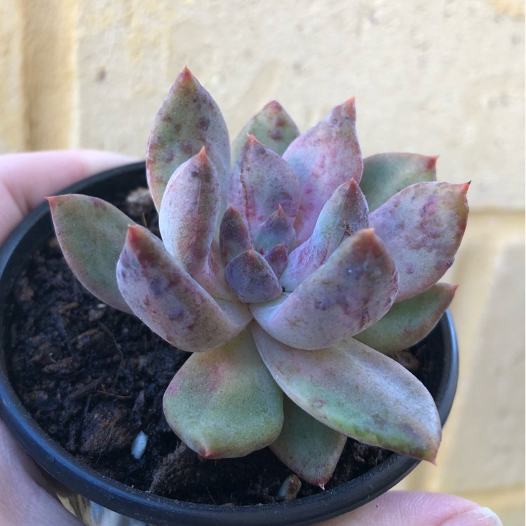 Plant image Echeveria Colorata fa. Brandtii