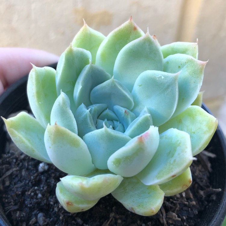 Plant image Echeveria Elegans Potosina