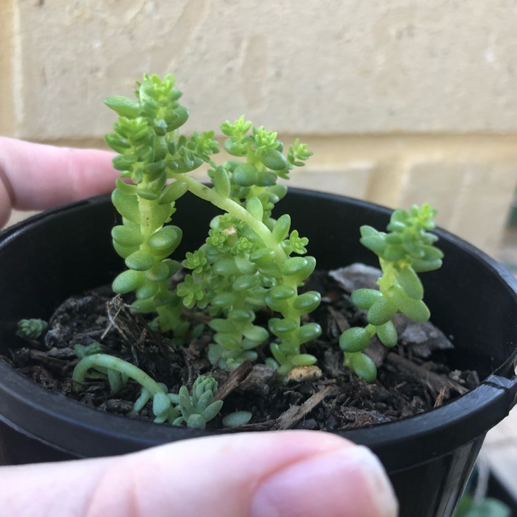 Plant image Sedum Greggii