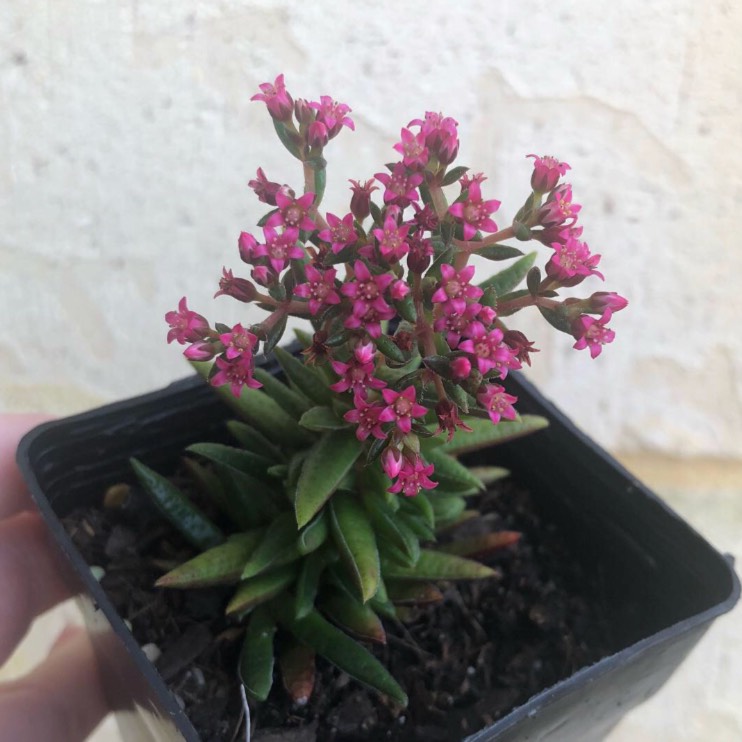 Plant image Crassula Schmidtii