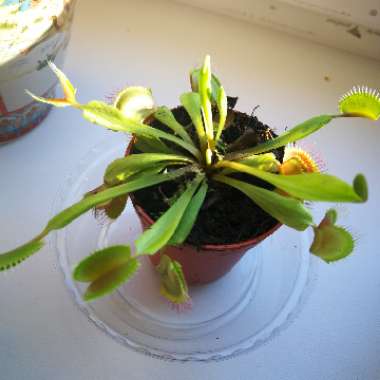 Dionaea muscipula