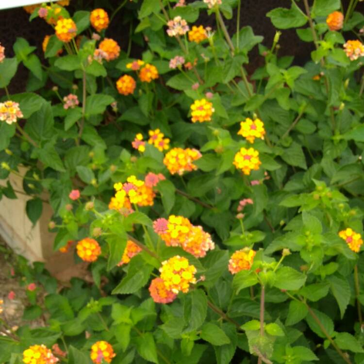 Plant image Lantana camara 'Miss Huff'