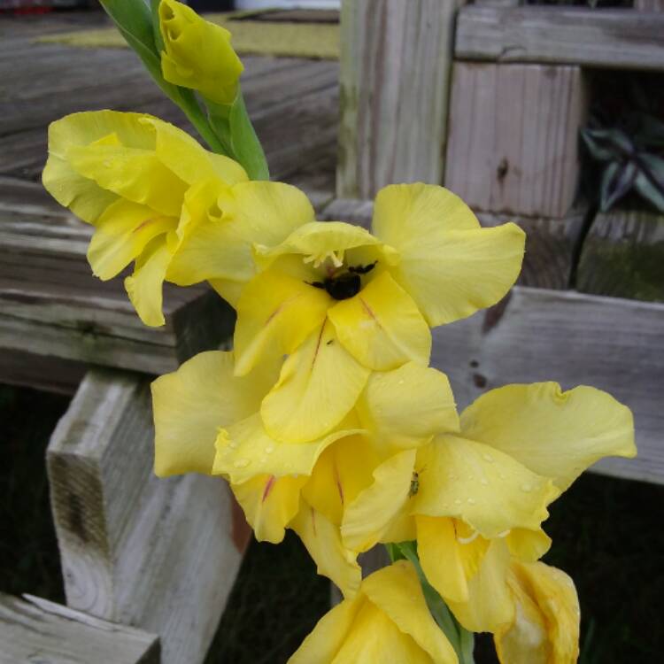 Plant image Gladiolus 'Yellow Star'