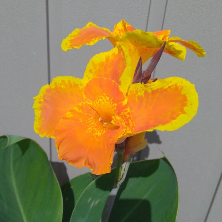 Plant image Canna 'Happy Emily' (Cannasol Series)